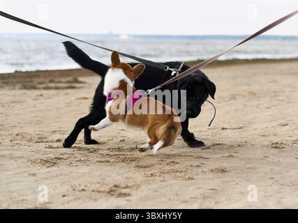 Two dogs on leash met on sandy beach and play with each other. Pets on walk. Summer day on coastline Stock Photo