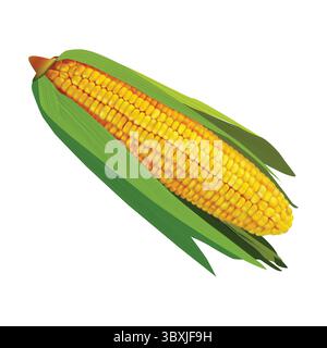 Maize Corn illustration on white background vol 01 Stock Vector