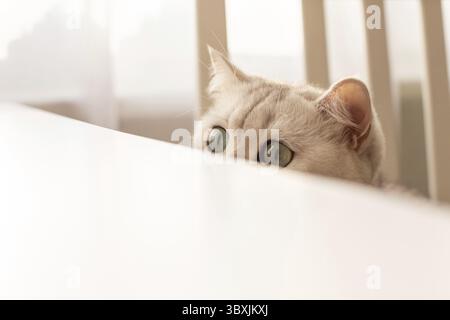 Curious white British cat peeks out from under a white table. Copy space Stock Photo