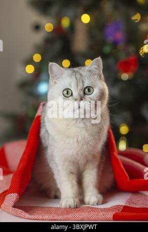 Cute british shorthair cat wrapped in red blanket by christmas tree Stock Photo