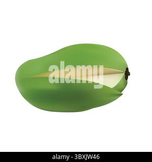 Mango Summer fruit, King of fruit illustration vector base drawing Stock Vector