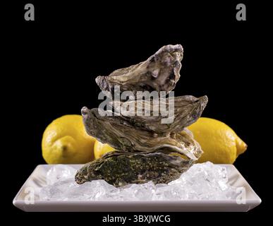 Four oyster shell on ice with lemon as balance stack, black background Stock Photo