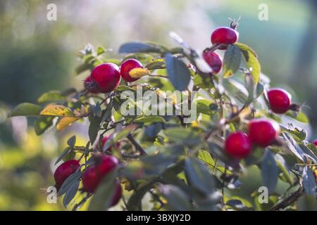 Red rose hips on bush with green leaves, in the garden Stock Photo