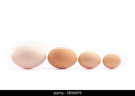 Eggs - four chicken eggs of different sizes lined up, sorted by size, isolated on white background Stock Photo