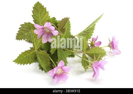 Flowers of a Rubus arcticus with leaves on white background Stock Photo