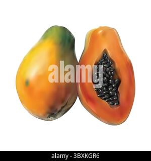 papaya fruit illustration vector on white background Vol 01 Stock Vector