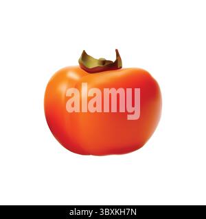 Persimmon illustration on white background Stock Vector