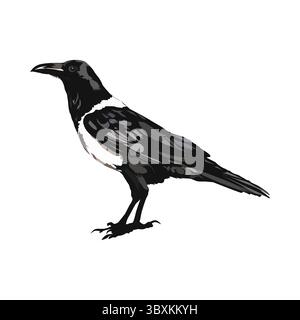 Pied Crow illustration vector drawing on white background vol 01 Stock Vector