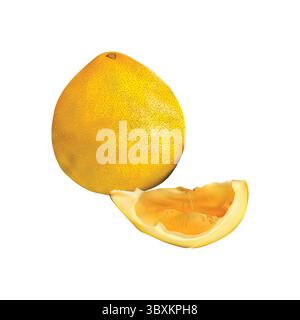 Pomelo fruit slice illustration on white background Stock Vector