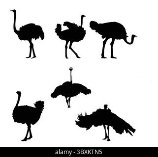 Premium Vector Seamless background Ostrich on a white background Stock Vector