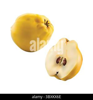 quince fruits Slice illustration on white background vol 01 Stock Vector