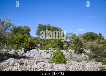 Bizarre and fancy olive trees in the olive gardens of Lun village on Pag Island in Croatia Stock Photo