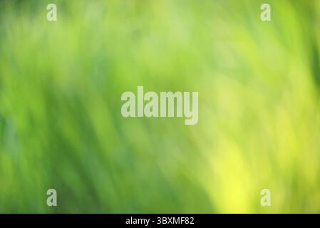 Bright round natural light bokeh on vivid green emerald leaves color background Stock Photo