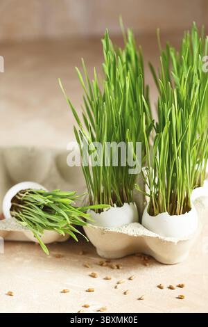 Green wheat sprouts in egg shells in a cardboard tray. Easter decorations. Easter egg. Spring composition. Natural Easter eggs with wheat grass. Styli Stock Photo