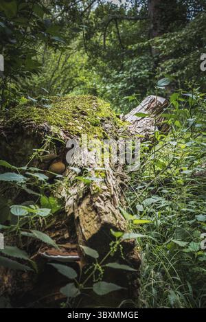Stump of a frothy tree trunk isolated in the vegetation of the lush forest Stock Photo