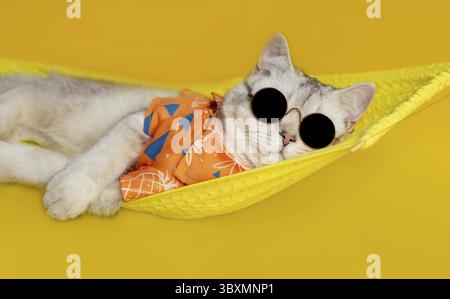 Funny white cat in black sunglasses and an orange shirt, lies on a yellow fabric hammock, isolated on a yellow background. Copy space Stock Photo