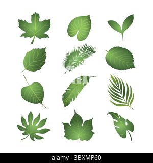 Set of Leaf Vector Art, Icons, and Graphics illustration on white background Vol 01 Stock Vector