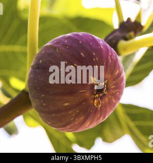 Dripping ripe fig on the tree, close up, soft focus Stock Photo