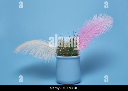 Green cactus and colored feathers in a blue pot on a blue background with a copy space Stock Photo
