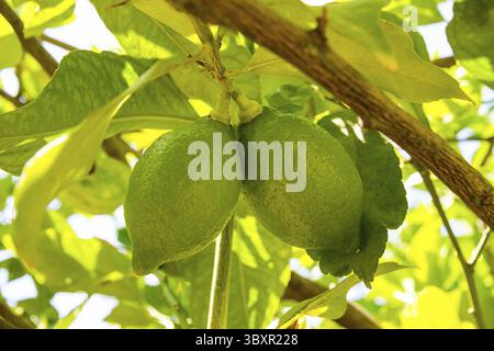 Two unripe green lemon on the tree, close up, soft focus Stock Photo