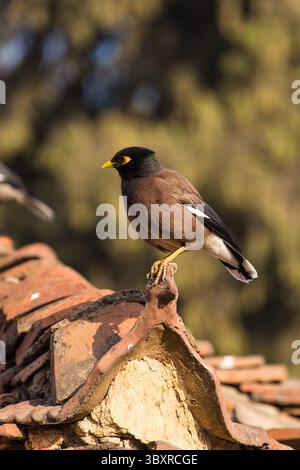 February 9, 2015, Bhaktapur, Bagmati Province, Nepal: A Common Myna or Indian Myna, Acridotheres tristis, on roof tile in Bhaktapur, Nepal. (Credit Image: © Jon G. Fuller/VW Pics via ZUMA Press Wire) Stock Photo