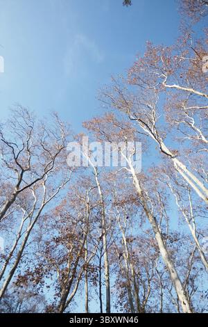 Trees reach towards the sky in a forest Stock Photo - Alamy