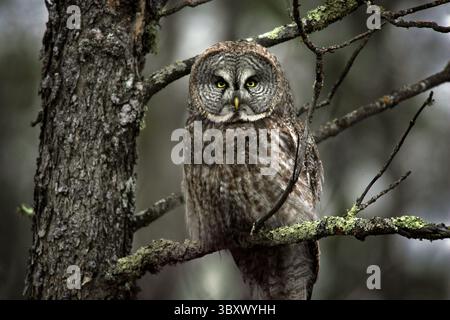 March 10, 2021, Meadowlands, MN, United States: For serious bird watchers, the Sax-Zim Bog in rural St. Louis County is a unique boreal habitat in the U.S. that attracts serious birdwatchers from around the world to see species like great grey owls and boreal chickadees not easily seen anywhere else. (Credit Image: © Brian Peterson/Minneapolis Star Tribune/TNS via ZUMA Press Wire) Stock Photo