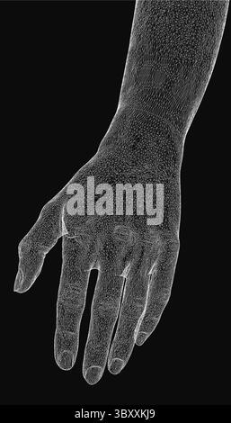 Low poly skeleton of human hand isolated on white background. 3D ...