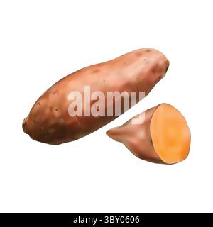 sweet potato slice illustration on white background vol 01 Stock Vector