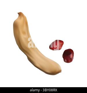 tamarind Ilmi illustration on white background vol 01 Stock Vector