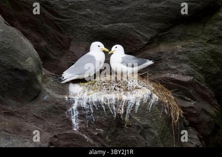 Black-legged Kittiwakes on a nest on Mainland Shetland Scotland Stock Photo
