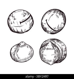 A set of vector illustrations. Macadamia nut, whole nut, shelled nut, inshell nut. Vector illustration hand-drawn with ink. For printing on food Stock Vector