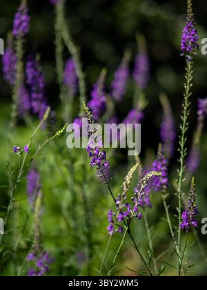 Purple toadflax flower bokeh background . High quality photo Stock Photo