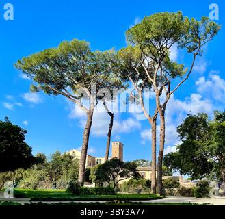Stone Pine (Pinus pinea), in Rome, Italy Stock Photo