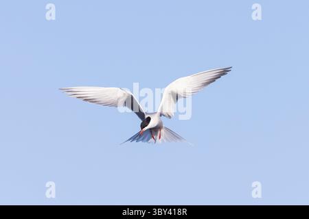 Common Tern, Sterna hirundo, adult tern in flight, Schleswig-Holstein, Germany Stock Photo