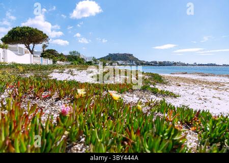 Sandy beach with blooming ice plants and city view with fortress of Kelibia at Cap Bon, Tunisia Stock Photo