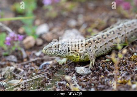 Sand lizard, Lacerta agilis, adult female, Thuringia, Germany Stock Photo