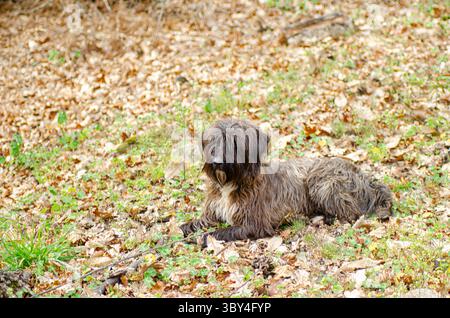 Shaggy dog resting on a bed of autumn leaves in the forest. Canine companion resting during a walk in the woods. Stock Photo