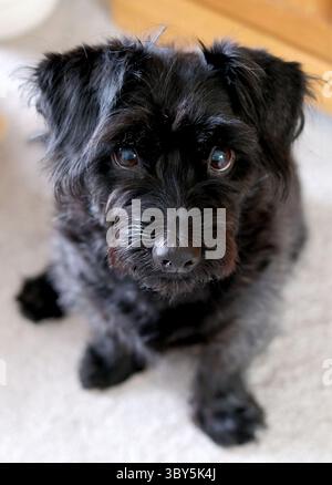 Black labradoodle Stock Photo