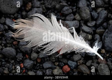 A feather covered in dewdrops lies on the beach at Whalers Bay, Deception Island, South Shetland Islands, Antarctica Stock Photo