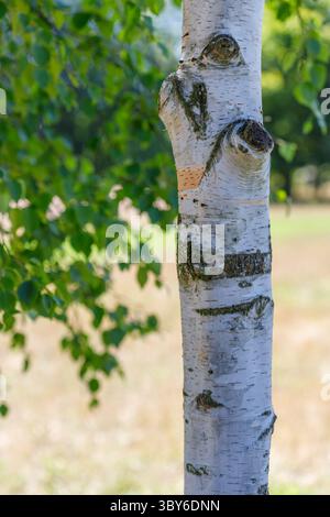 Close-up of birch tree trunk with textured white bark, against blurred green foliage and a light tan background. Stock Photo