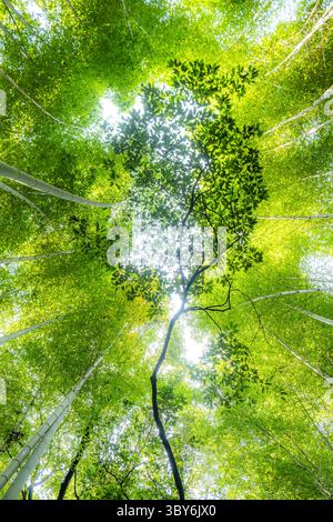 The famous lush green Arashiyama Bamboo Grove in Japan. Stock Photo