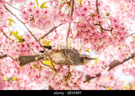 Closeup of a brown-eared bulbul (Hypsipetes amaurotis) in a sakura cherry blossom tree, Tokyo, Japan. Stock Photo