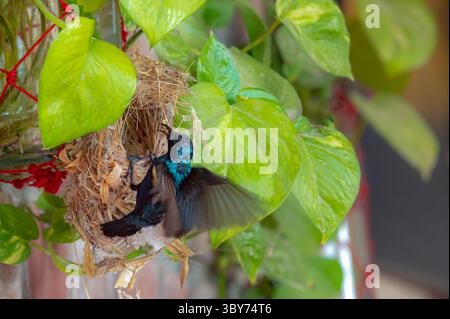 purple sunbird male feeding chicks in the nest Stock Photo