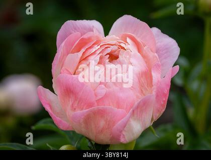 Opening flower of the hybrid peony 'Coral Charm'. Peony Coral Charm. Semi-double pink peony flower, Herbaceous Hybrid. Stock Photo