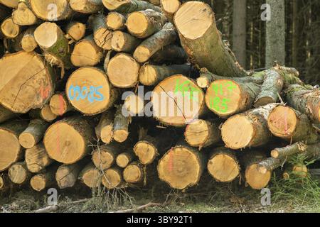 Pile of sawn and numbered beech trunks in the forest Stock Photo