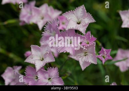The closeup of the bush of pink carnations, Dianthus japonicus, in the garden in spring. Stock Photo