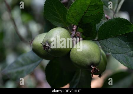 Three cooking apples in growing season develop at the start of the season on a tree brach with leaves. Stock Photo