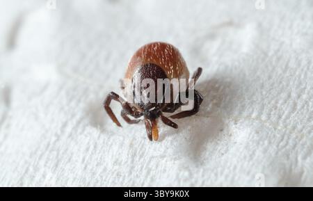 A macro magnified shot of a tick removed after feeding laying on a white piece of tissue, shown from front face view showing legs and head Stock Photo