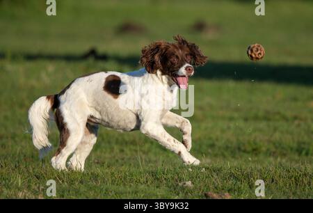 An English Springer Spaniel with a liver coat  happily playing with a ball off the lead with no collar caught in mid catch. Stock Photo